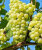 Виноград Галахад саженцы 