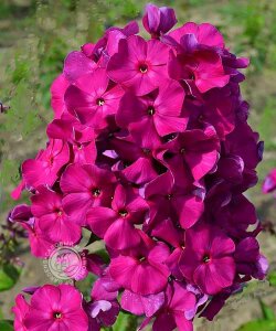 Флокс Виктория Флокс Виктория