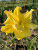 Лилейник Дабл Риве Вай
