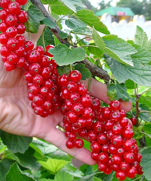 Смородина Голландская красная (красная) саженцы 