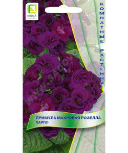 Примула Розелла Парпл (махровая) Примула Розелла Парпл (махровая)