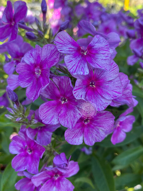 Флокс Синий Дракон (Р9)
