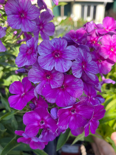 Флокс Синий Дракон (Р9)