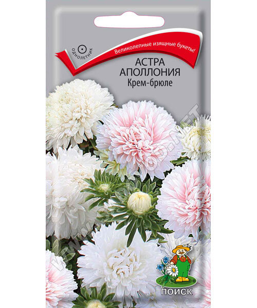 Астра Аполлония Крем-брюле семена