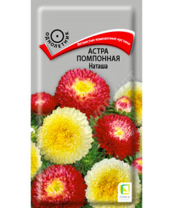 Астра помпонная Наташа Астра помпонная Наташа