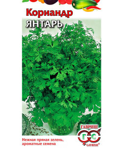 Кориандр Янтарь