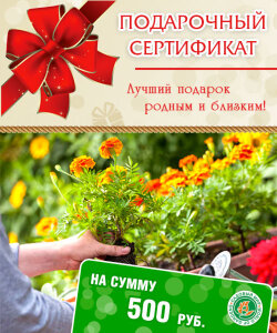 Подарочный сертификат на сумму 500 руб Подарочный сертификат на сумму 500 руб