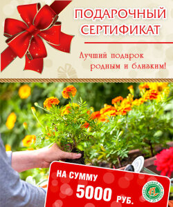 Подарочный сертификат на сумму 5000 руб Подарочный сертификат на сумму 5000 руб