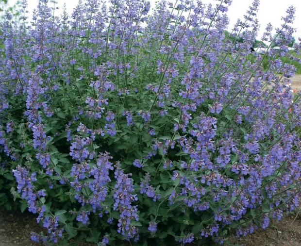 Котовник Сикс Хиллс Джайнт Голд (Фассена)