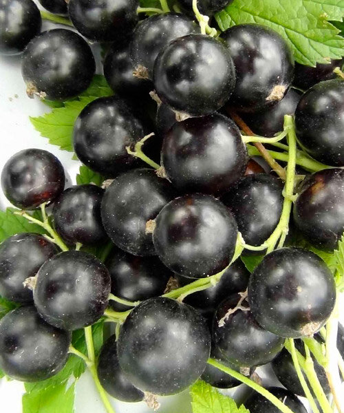 Смородина Дачница (чёрная) саженцы 