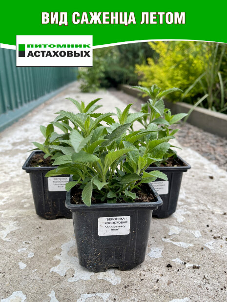 Вероника Аниверсари Блю (колосковая)