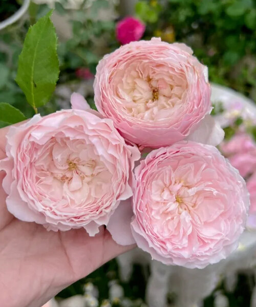 Роза Мисаки (японская, шраб)