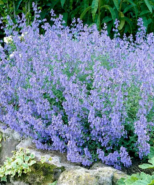Котовник Лайт Блю (Фассена)