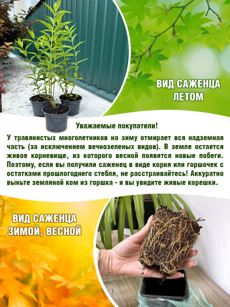 Флокс Атлант