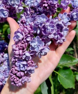 Сирень Ами Шотт (обыкновенная) Сирень Ами Шотт (обыкновенная)