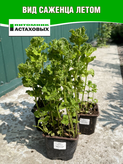 Мята Кёрли (кудрявая) (Р9)