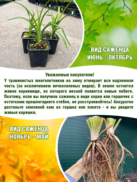 Лилейник Бали Хай
