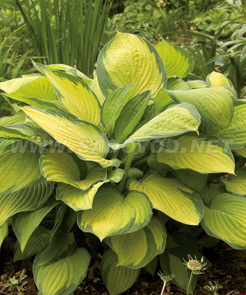 Хоста Голд Стандарт