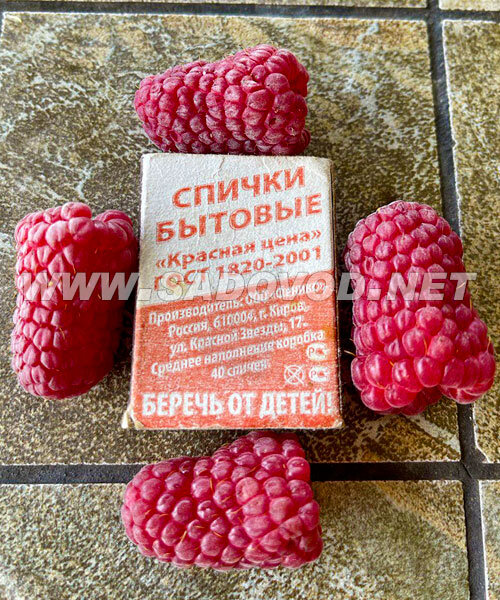Малина Пшехиба саженцы 