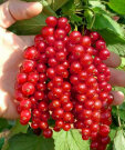 Смородина Натали (красная) Смородина Натали (красная)