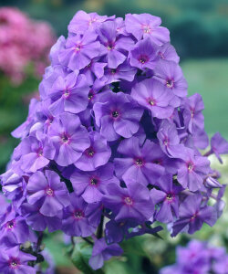 Флокс Аметист