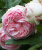 Роза Пьер де Ронсар (плетистая)