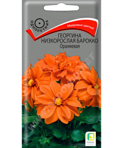Георгина низкорослая Барокко Оранжевая Георгина низкорослая Барокко Оранжевая