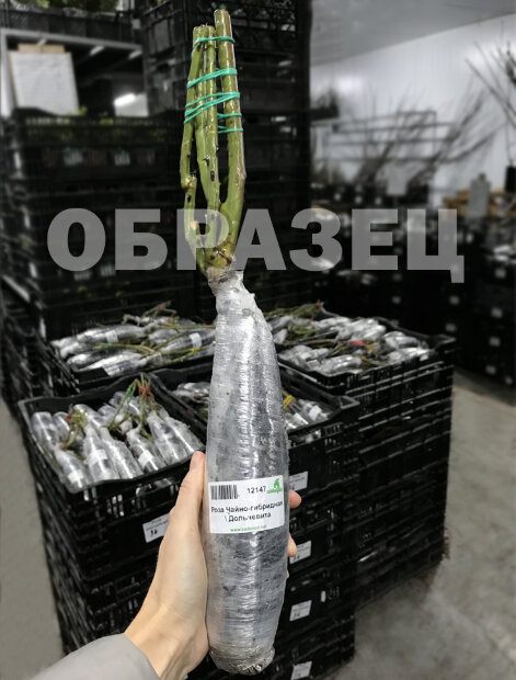 Роза Эдит (английская, парковая)
