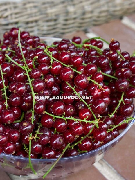 Смородина Виксне (красная) саженцы 