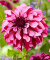 Георгин Кренберри Классик (декоративный)  
